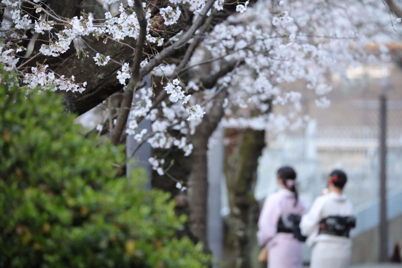 Begleitet von Kirschblüten, spazieren zwei Frauen in Kimonos durch Japan.