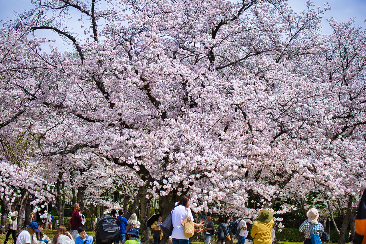 Besucher bewundern die spektakuläre Blütenpracht der Kirschbäume im Korakuen, einem der berühmtesten Gärten Japans.