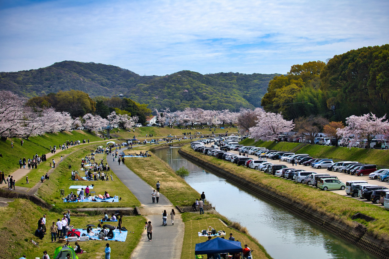 Familien und Freunde genießen einen sonnigen Frühlingstag beim Picknick unter den Kirschblüten am Ufer des Flusses in Okayama